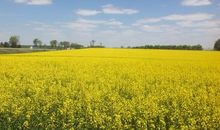 春在我的眼睛里