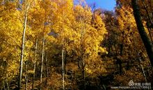 我却喜欢这凉风习习的秋天