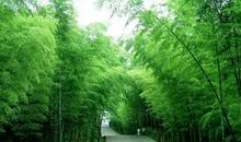 我爱家乡的竹林