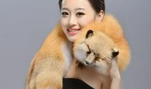 《狐狸的围脖》读后感