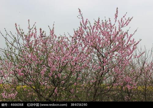 春天最美丽的“花”