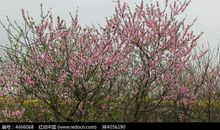 春天里最美丽的“花”