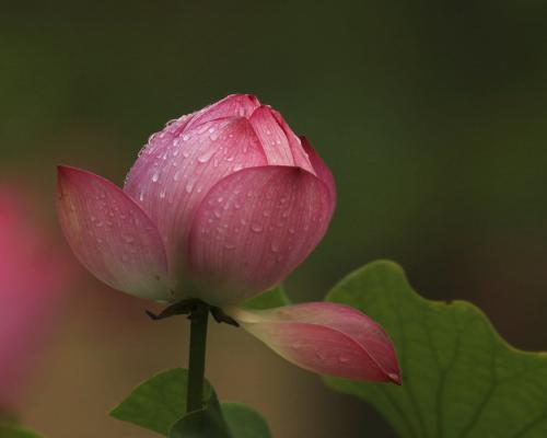 夏莲