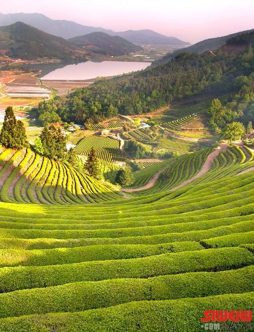 妈妈的茶园
