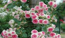 一路血花一路担当