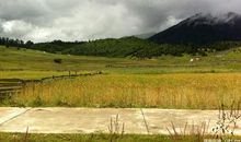 校园里的那抹绿