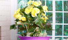 记忆中的多肉花