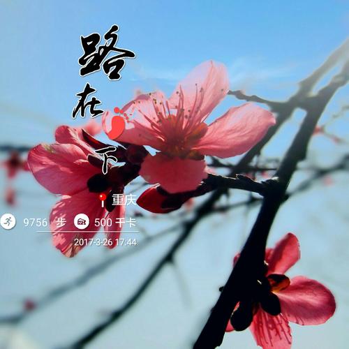 我追逐春天