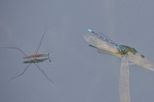 水蜘蛛