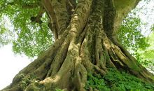 一年四季的榕树