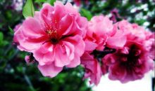 我是你怒放的笑容