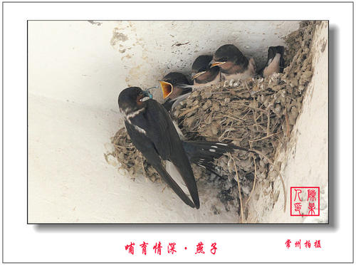 吞下爱