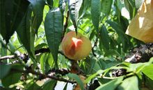 凤凰之旅——万亩桃园