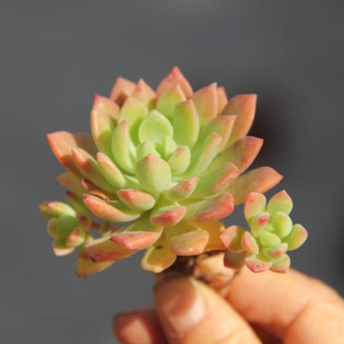 我最喜欢的植物