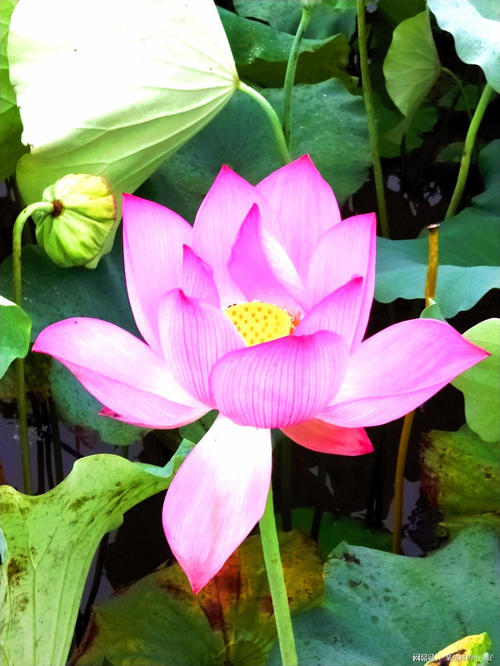 青莲不是恶魔