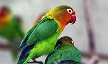 我心爱的小鹦鹉