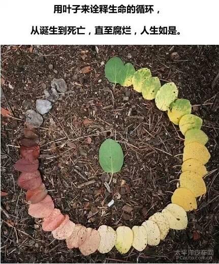 生命与叶子