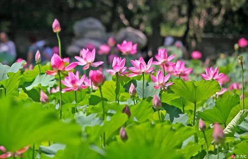 xia下