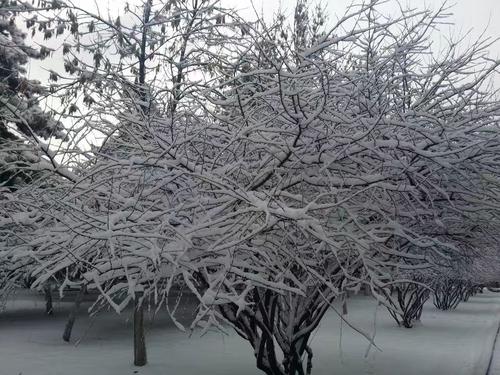 农业大学的四个季节