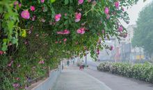 难忘那片蔷薇花墙