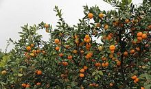 故乡里的橘子树