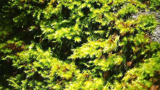聆听天nature
