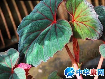 莫斯的叙述
