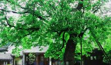 我是村中的大树