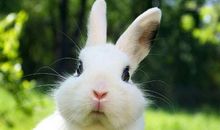 我的宠物小兔子