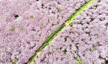 你给我一片樱花林