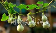 假如我有一只宝葫芦