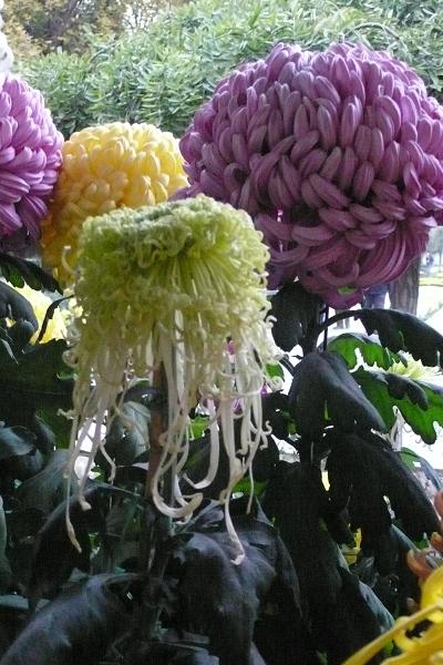 我经常想起那菊花
