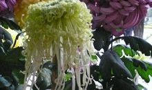 我常常想起那朵菊花