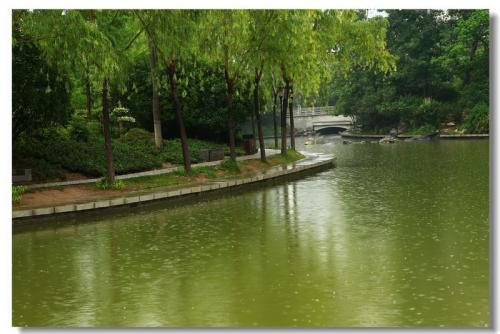 在雨中景观