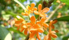 桂花的味道是个好