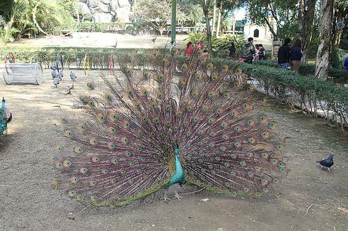 有趣的鸟语森林