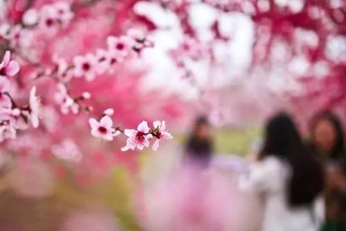 桃花林