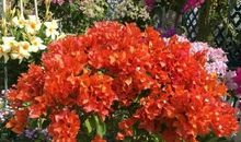 种花并非那么简单