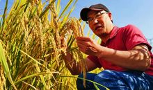 指间滑落的丰收