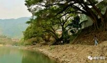 我与茉莉有个约定