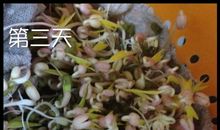 绿豆芽生长日记