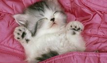 我心爱的小猫咪