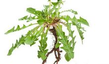 我愿我是一株蒲公英