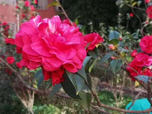 茶花在校园里