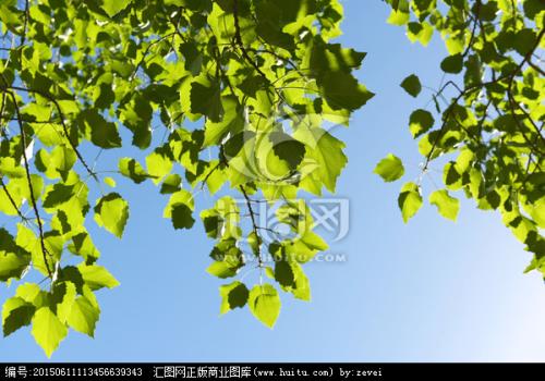 白杨树叶陪我
