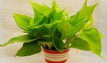 我的植物朋友绿萝