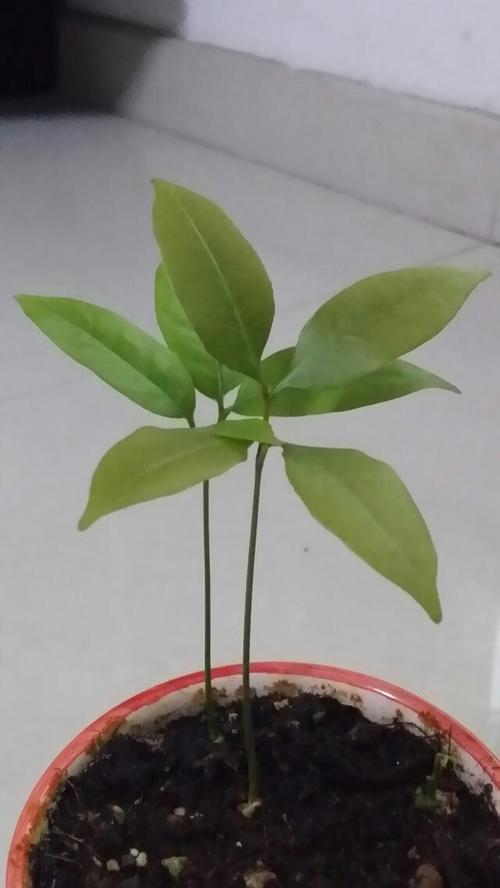 为生活增添一些“绿色”