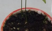 为生活添点“绿”