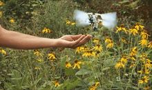 小蜻蜓与无人机