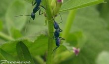 我观察到的蚂蚁